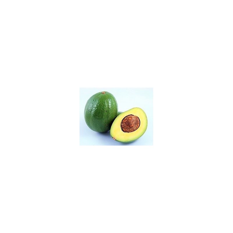 Avocat tropical République Dominicaine calibre 500-700g