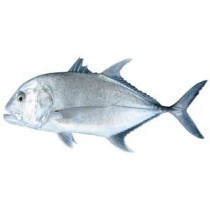 Carton de carangues TREVALLY 10kg